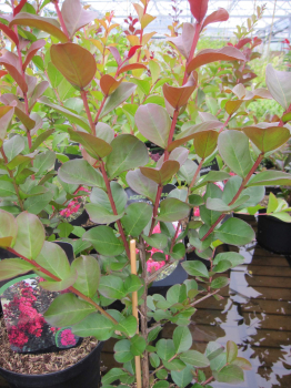 Lagerstroemia indica Pink Velour  2